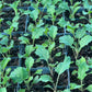 Growing from Seed, Spring Propagation Workshop