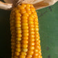 Manaia Maize Seed