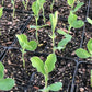 young sweetpea seedlings in punnets